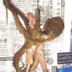 ３日連続の本命