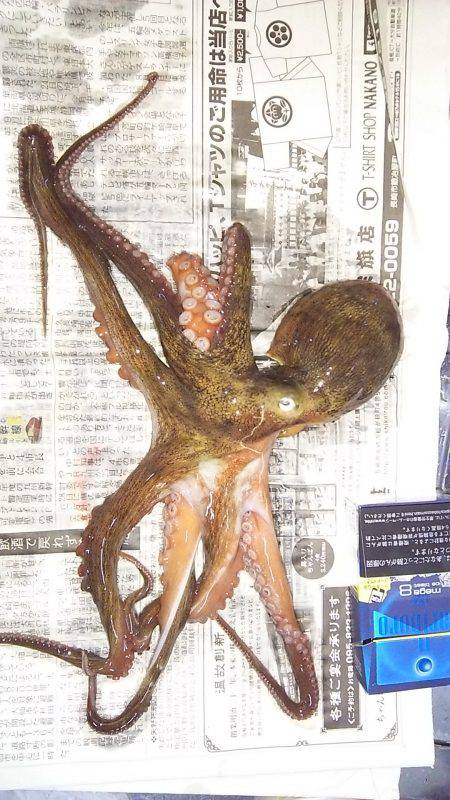 ３日連続の本命