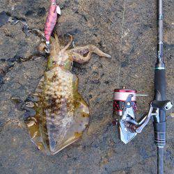 仕事重要出張でエギング