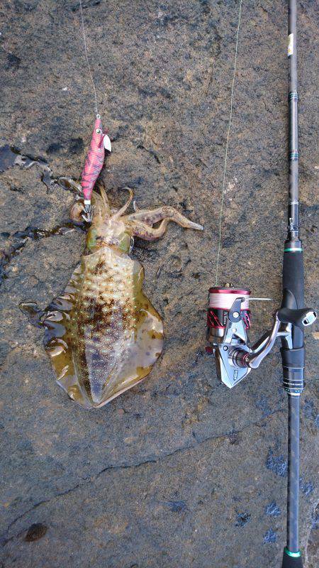 仕事重要出張でエギング