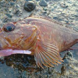 灼熱のガシラポンポン