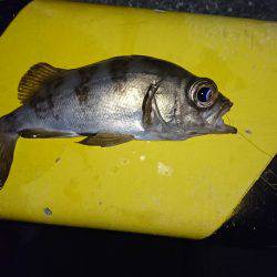 アジ狙いのつもりが、