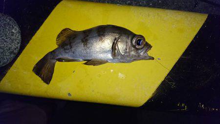 アジ狙いのつもりが、