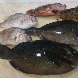 お手軽電気浮き釣り