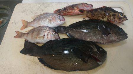 お手軽電気浮き釣り