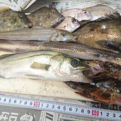 アオイソメ最強伝説