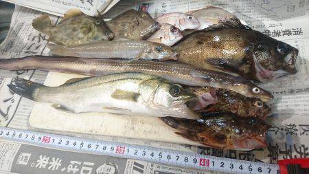 アオイソメ最強伝説