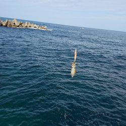 今季初エギング