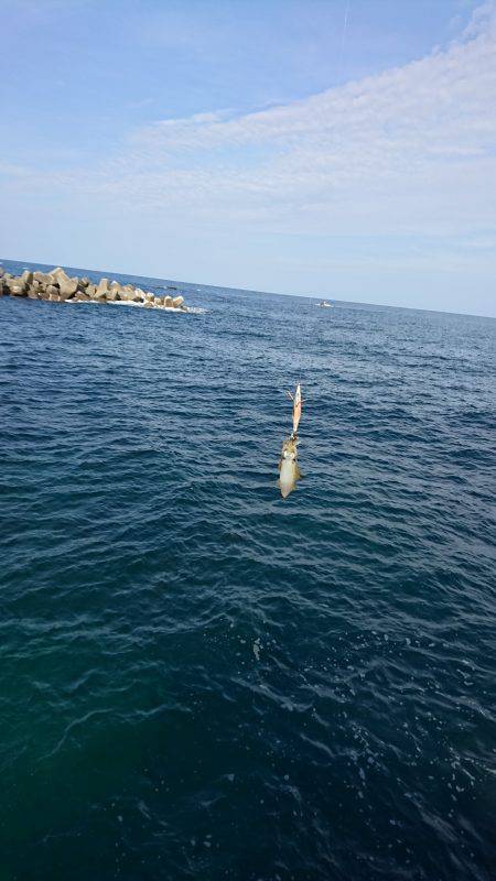 今季初エギング