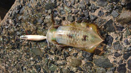 まだまだ小さい