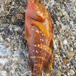 香住飲ませ釣り。