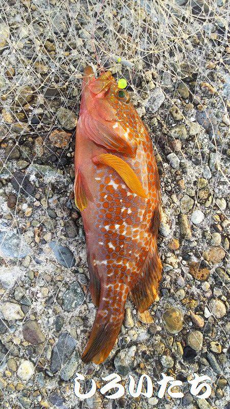 香住飲ませ釣り。