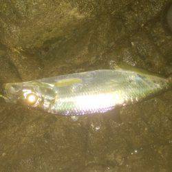 シーバス＆キス釣り