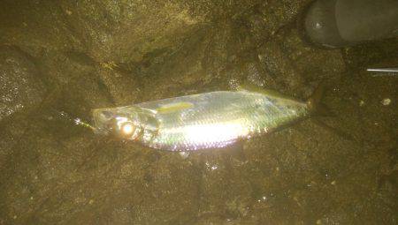 シーバス＆キス釣り