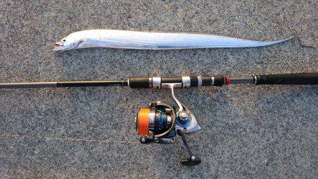 タチウオとアジ