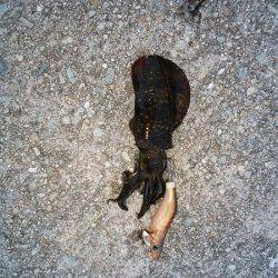 ケンサキ&アオリの新子