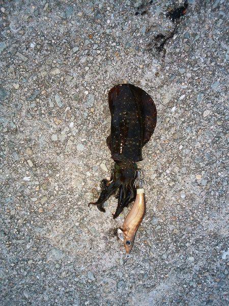 ケンサキ&アオリの新子