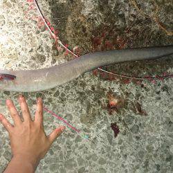 かご釣り&飲ませ釣り