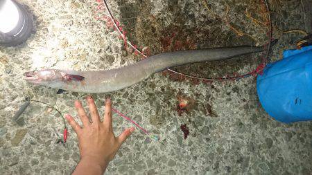 かご釣り&飲ませ釣り