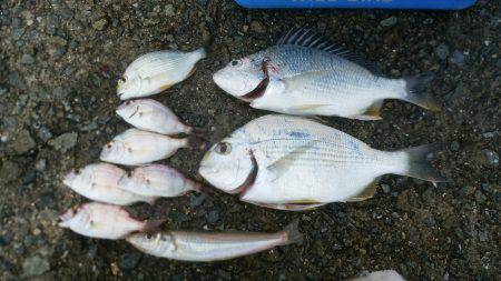 連日とはいかず…