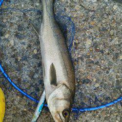 エギング ジギング