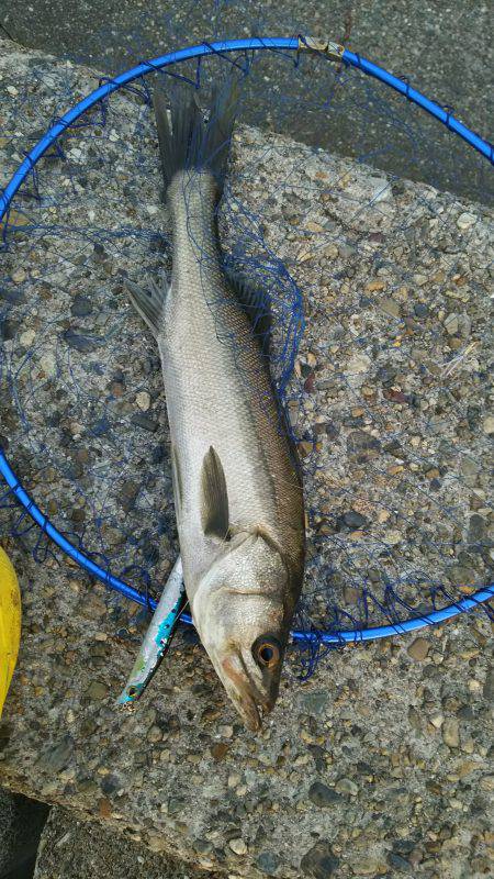 エギング ジギング