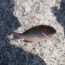 岩屋一文字 ふかせ釣り