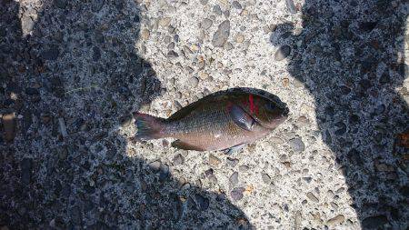 岩屋一文字 ふかせ釣り