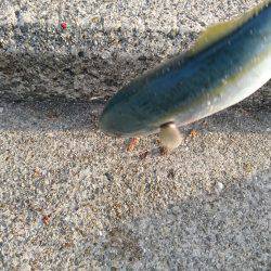 ツバスルアー釣り