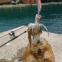 仕事で五島エギング