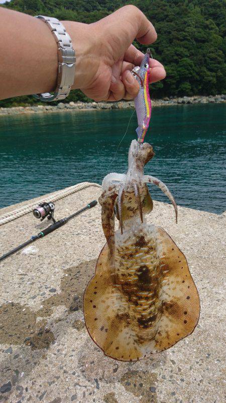 仕事で五島エギング