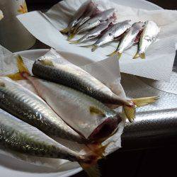 のんびりサビキ