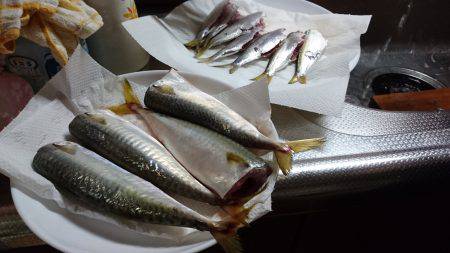 のんびりサビキ