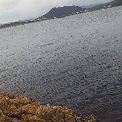 安定のサンバソウ