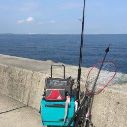 サゴシ⁉️  安定⁉︎のタコ