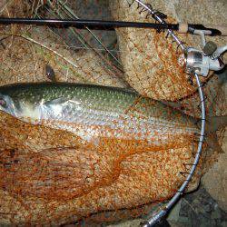 ｼｰﾊﾞｽ修行