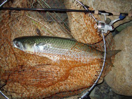 ｼｰﾊﾞｽ修行