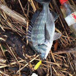 久々のチヌポップ