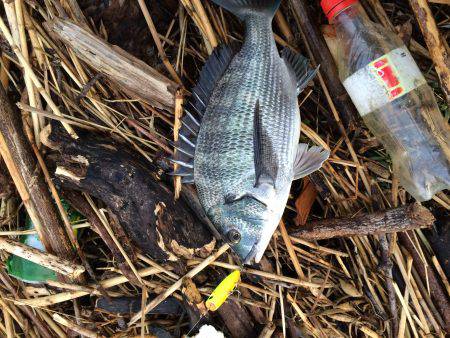 久々のチヌポップ