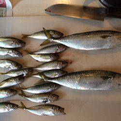 投げサビキ釣り