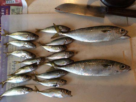 投げサビキ釣り