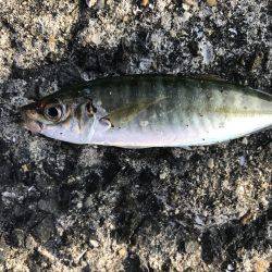 ロックフィッシュは最高‼️