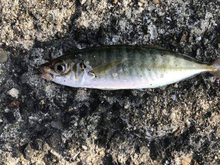 ロックフィッシュは最高‼️