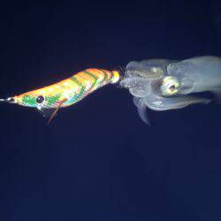 ケンサキとアオリイカ新子