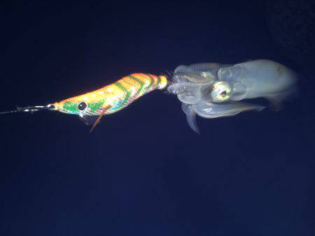 ケンサキとアオリイカ新子