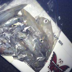 連日のケンサキイカ