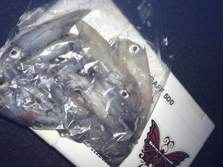 連日のケンサキイカ