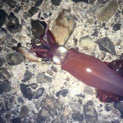 ケンサキとアオリがぽつぽつ