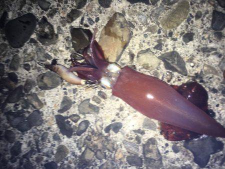 ケンサキとアオリがぽつぽつ