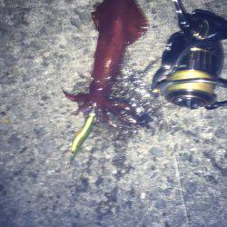 風があるけど出動